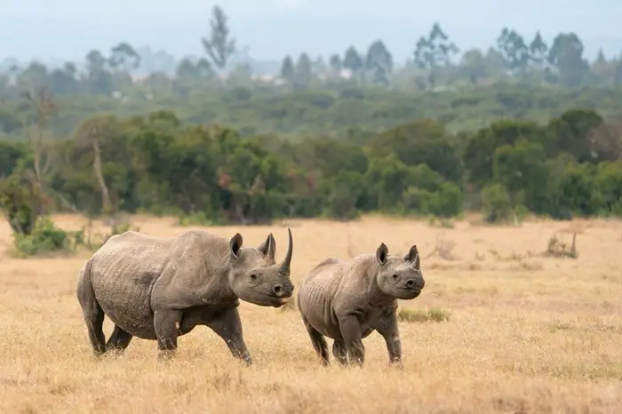 masai, nakuru