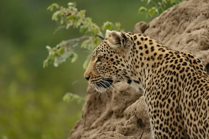 Tanzania