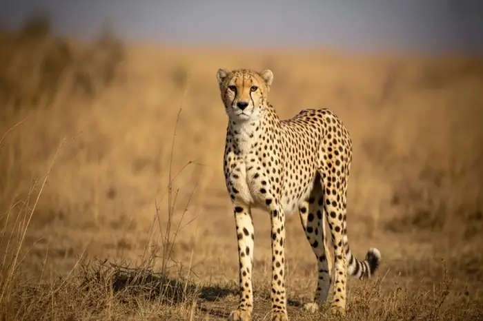 tsavo east, south africa