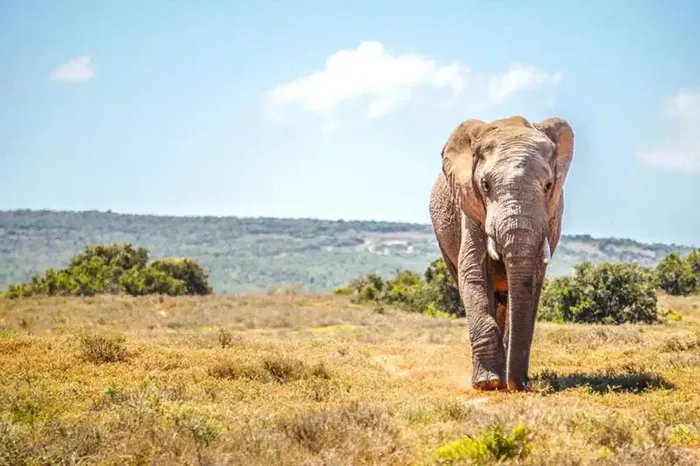 12-days-south-africa-garden-route-plus-addo-elephants-700-main