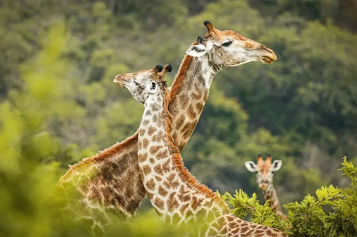 Safari
