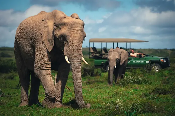 16 Days South Africa Coastal Delights plus Addo_700