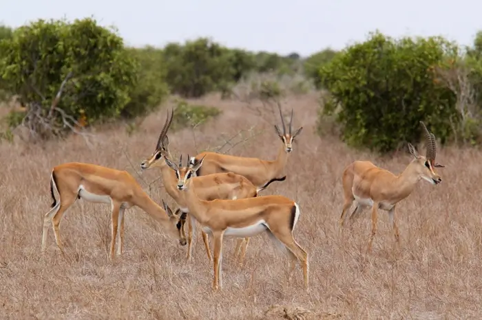 18-days-South-Africa-circling-the-north-with-Kruger-plus-beach-700 (1)