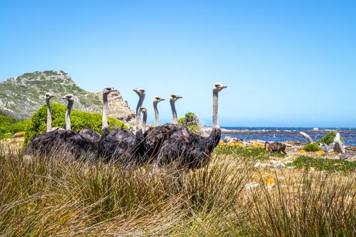 South Africa