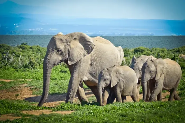 South Africa