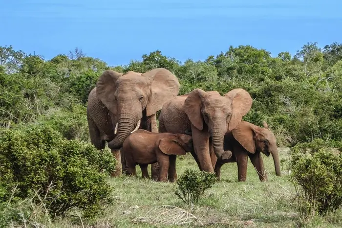 samburu