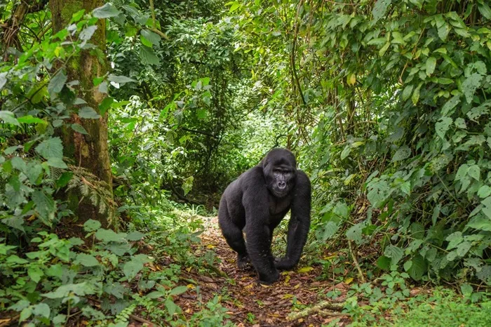 14 Days Uganda Savannah, primates trekking and Nile adventure