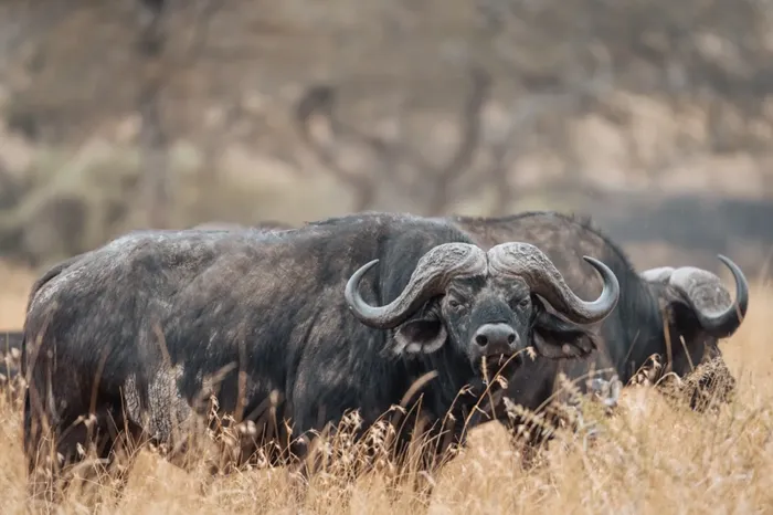 5 days Kenya: a beautiful road trip