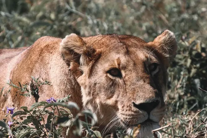 Safari