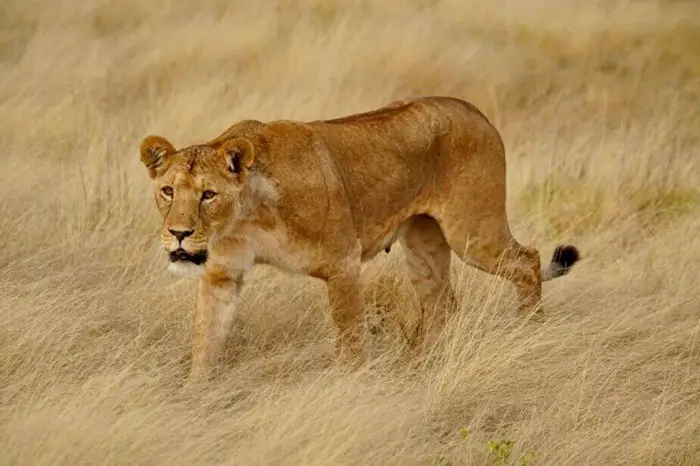 Kenya