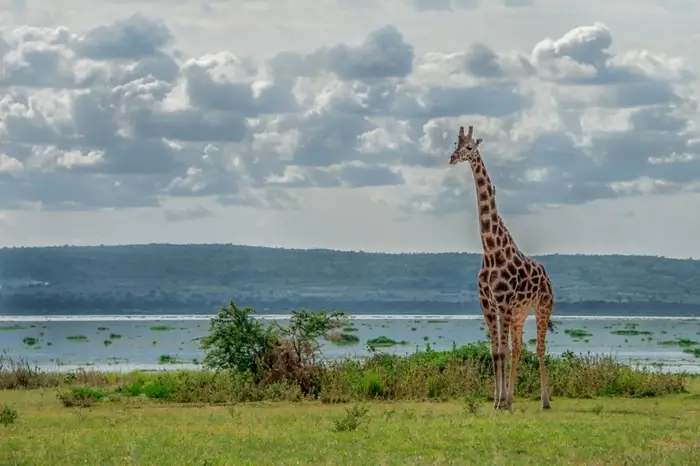 Uganda