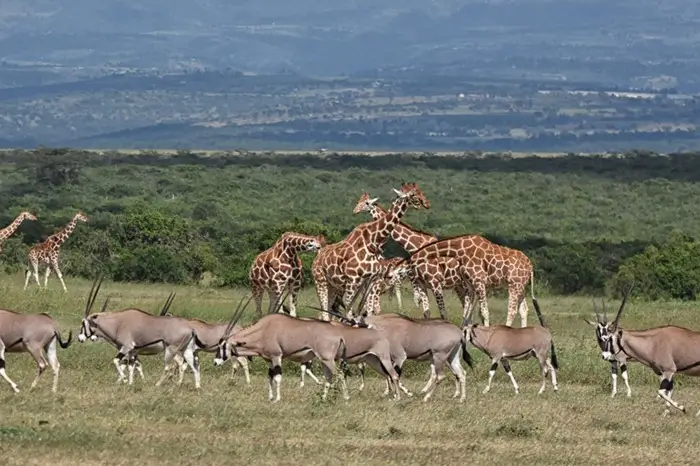 Kenya