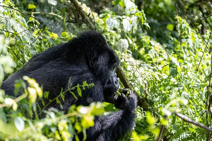 6-days-Uganda-Wildlife-safari-Gorilla-trekking