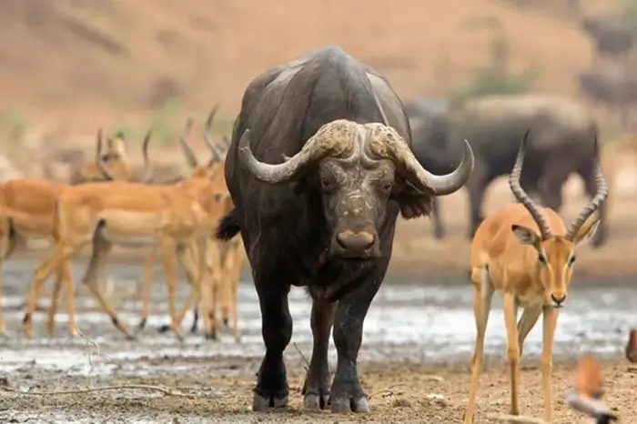 Buffalo Springs National Reserve