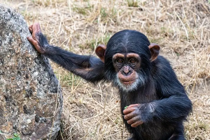 Chimpanzee-trekking