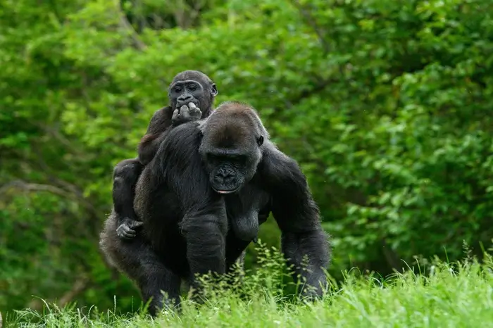 GORILLA-TREK