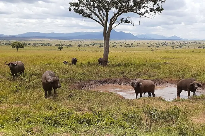 Kidepo Valley National Park