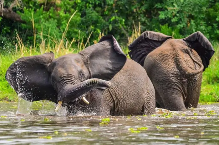 Murchison Falls National Park