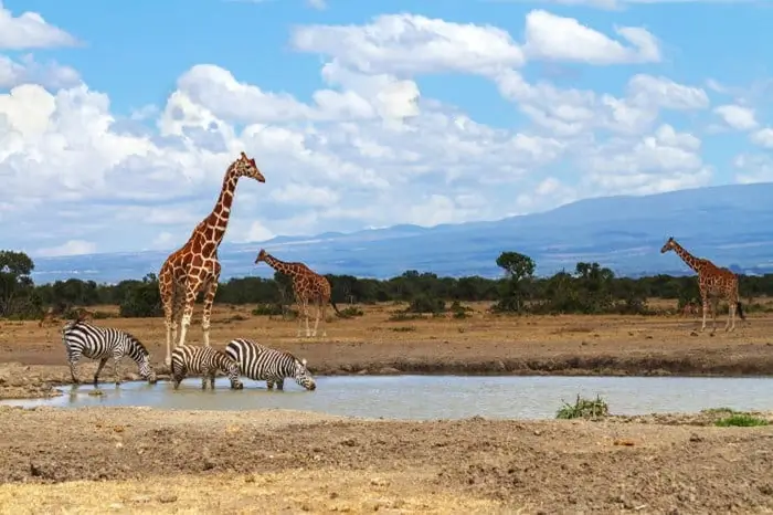 Ol' Pejeta Conservancy