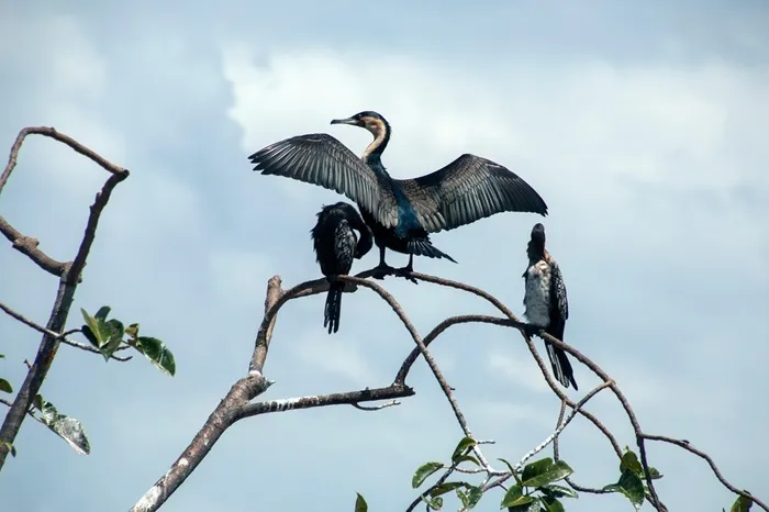bird-uganda