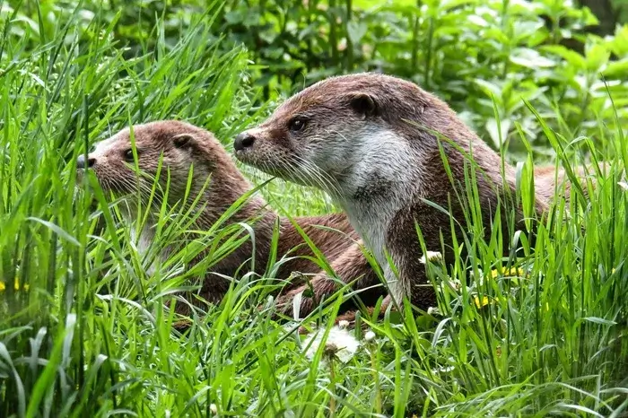 otter-uganda