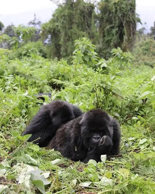 Bwindi Uganda