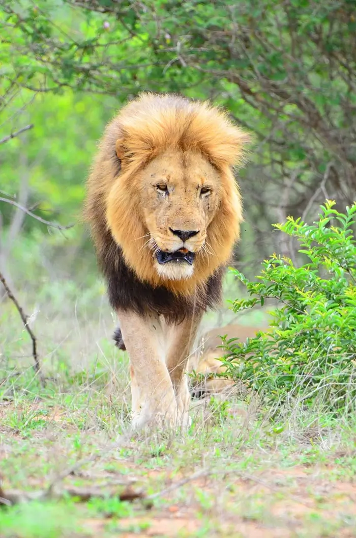Kruger South Africa